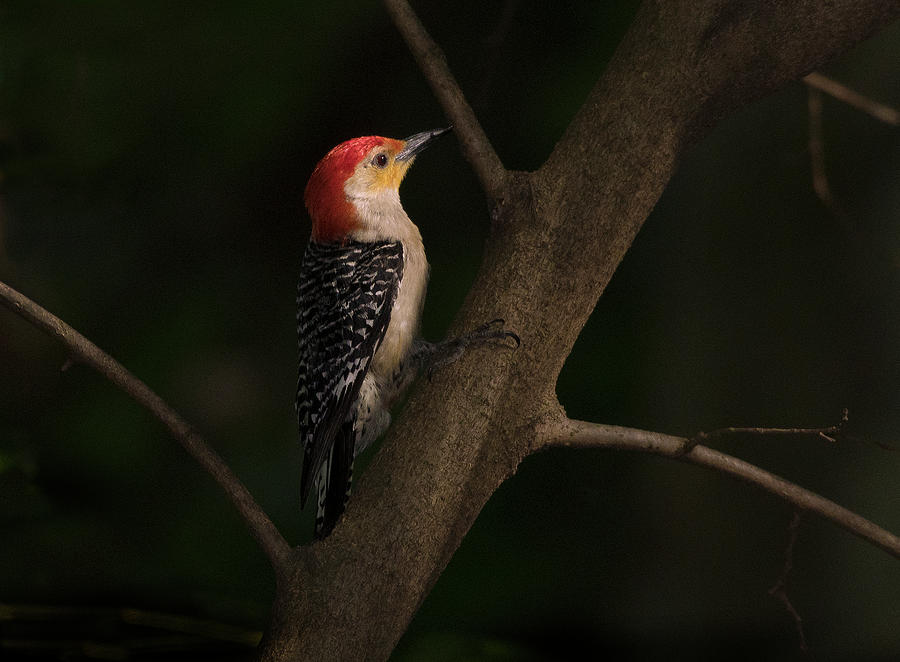 Red-belled woodpecker, Melanerpes carolinus Photograph by Eric Abernethy