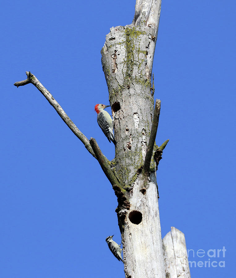Red Bellied And Downy Woodpeckers  3484 Photograph