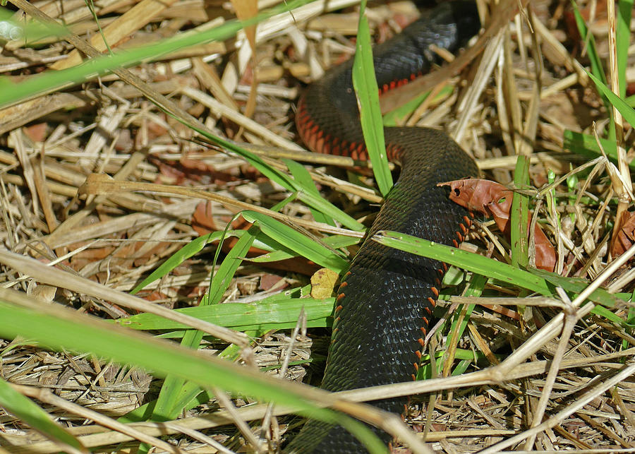 Red-Bellied Black Snake Photograph by Maryse Jansen