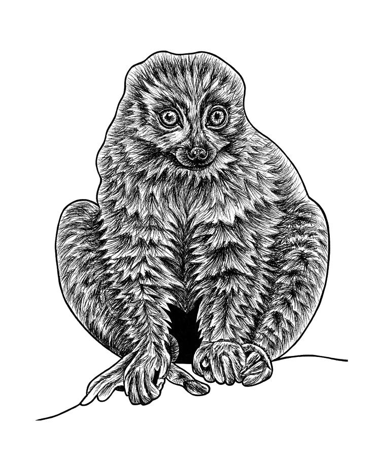 Red-bellied lemur Drawing by Loren Dowding