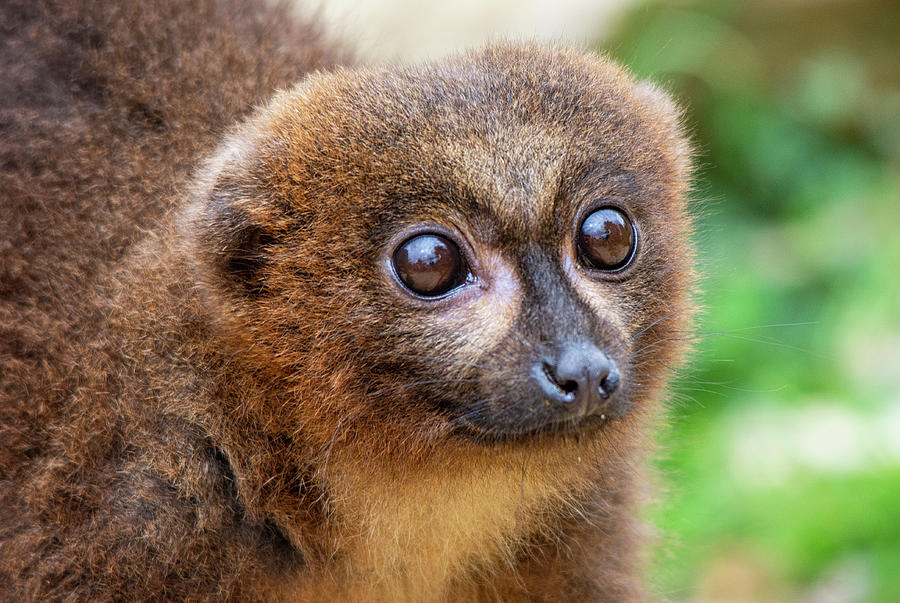 Red-Bellied Lemur portrait Photograph by Gareth Parkes