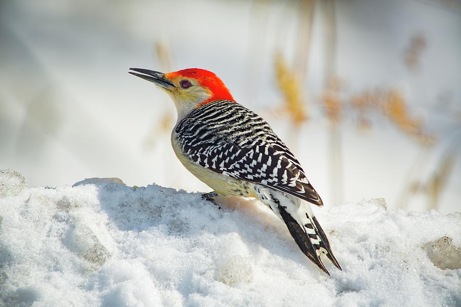Red Bellied On Snow Photograph by Ray Congrove