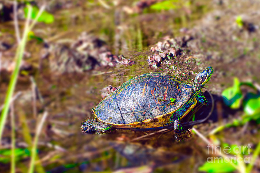 Red Bellied Turtle Photograph by Judy Kay