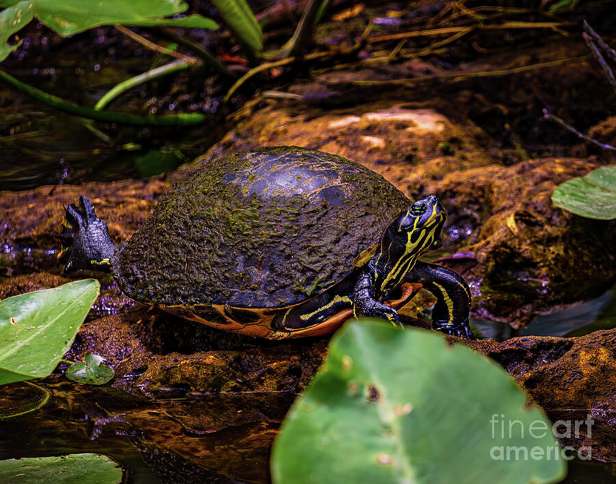 Red-Bellied Turtle Photograph by Nick Zelinsky Jr Red-Bellied Turtle Photograph by Nick Zelinsky Jr