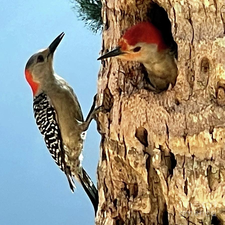 Red Bellied Wodpeckers Discussing A Bad Morning Photograph by Barbie Corbett-Newmin