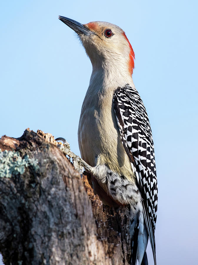 Red-bellied Wood Pecker January 2020 Portrait Photograph