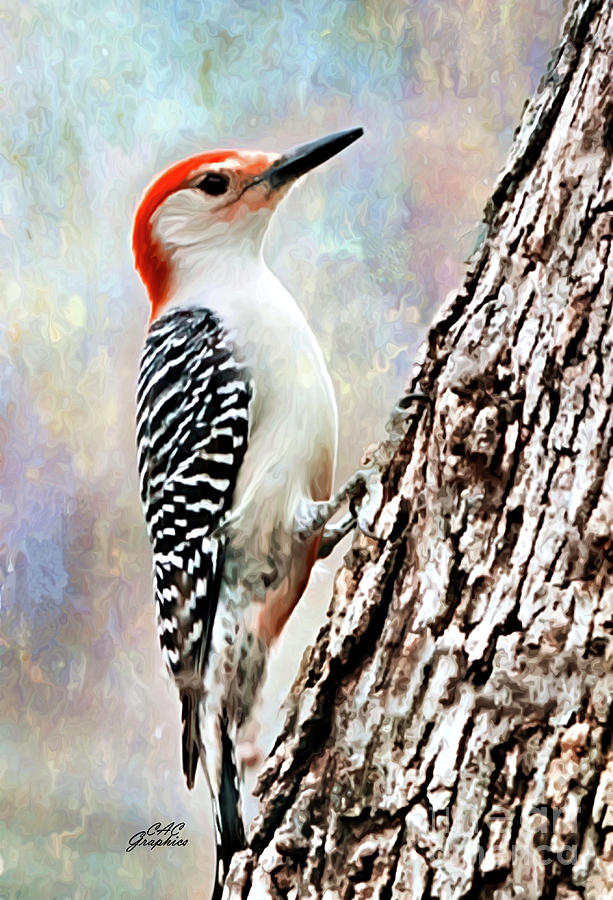 Red Bellied Woodpecker 2 Digital Art by CAC Graphics - Fine Art America