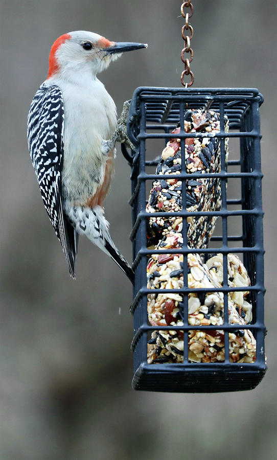 Red Bellied Woodpecker 2 Photograph by Terry Cork