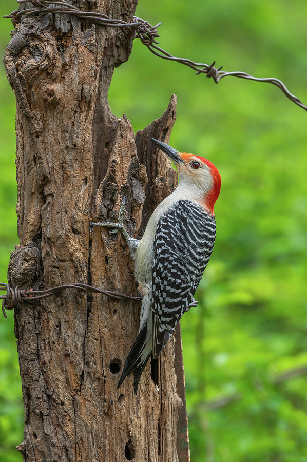Red-bellied Woodpecker - 3965 Photograph by Jerry Owens