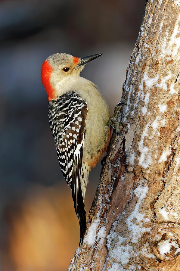 Red Bellied Woodpecker 509, Indiana Photograph by Steve Gass - Fine Art ...