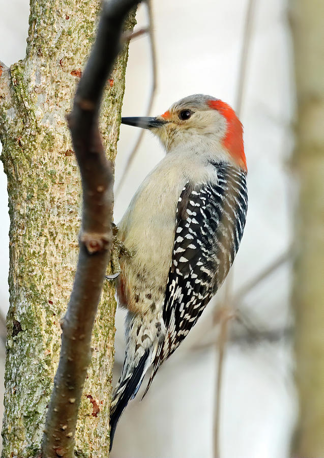 Red Bellied Woodpecker 607, Indiana Photograph by Steve Gass - Fine Art ...