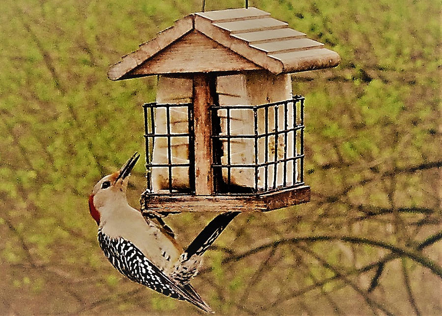 Red-bellied Woodpecker Photograph by Agnieszka Gerwel