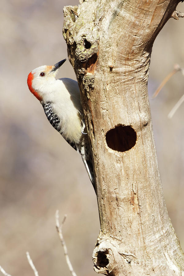 Red Bellied Woodpecker along Mississipipll Photograph by Natural Focal Point Photography