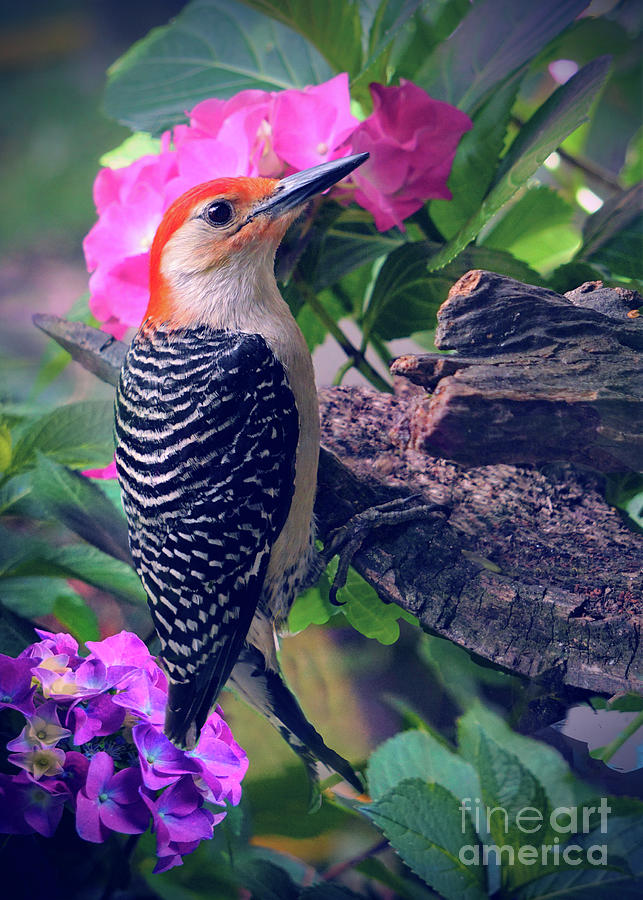 Red Bellied Woodpecker and Hydrangea Photograph by Karen Beasley