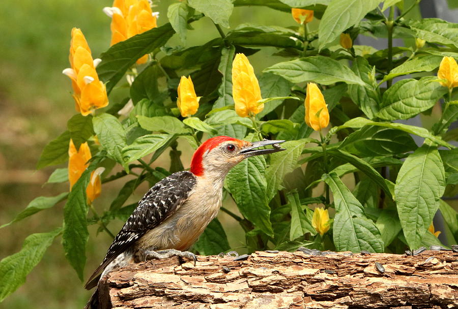Red-bellied Woodpecker and Lollipop Plant Photograph by Sheila Brown