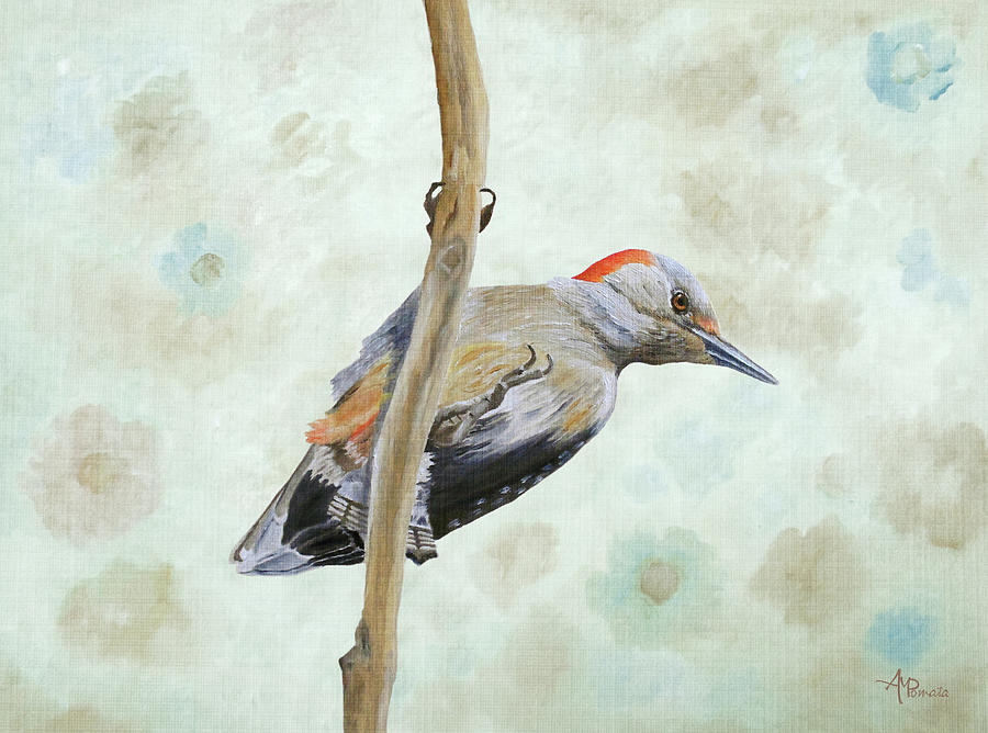 Red-bellied Woodpecker Painting by Angeles M Pomata