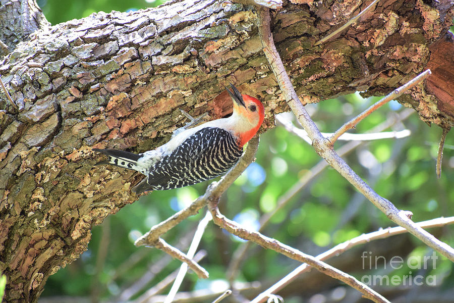 Red-bellied Woodpecker Photograph by Anita Streich