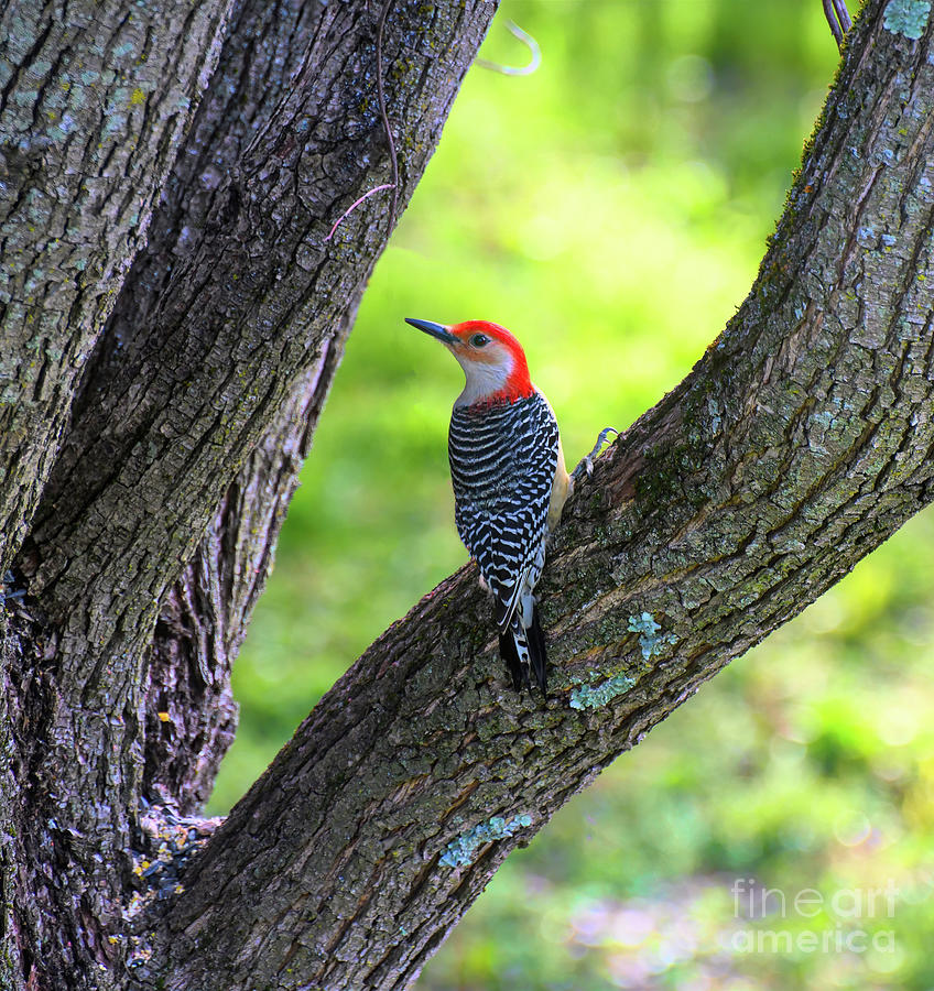Red-bellied Woodpecker - Backyard Birding Photograph by Kerri Farley