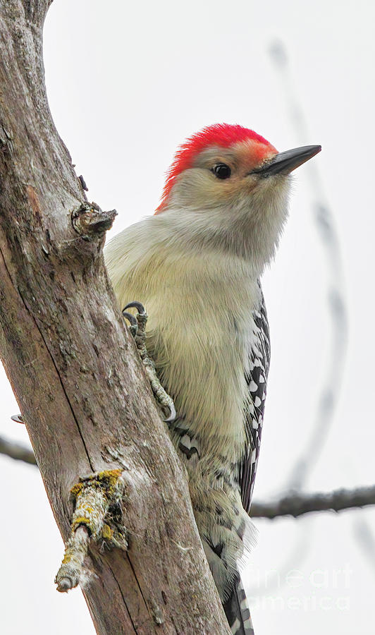 Red-bellied Woodpecker Photograph by Charline Xia