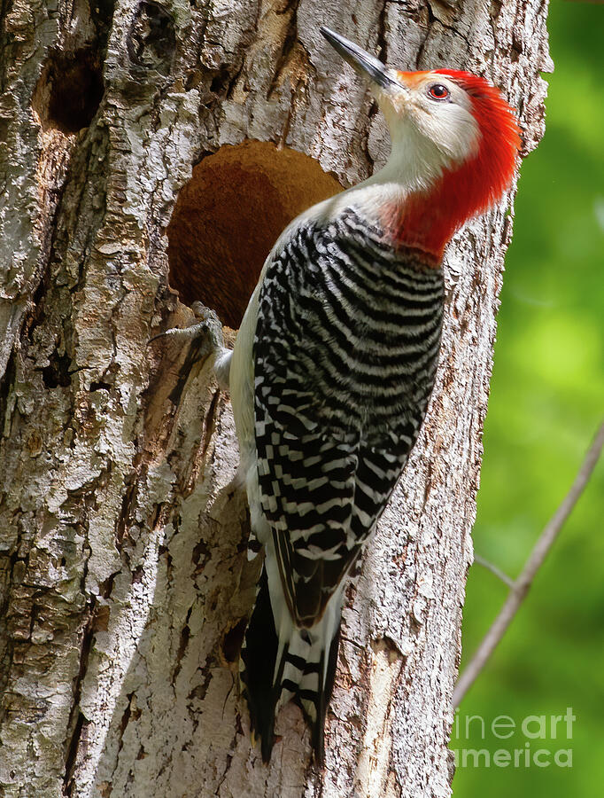 Red-bellied Woodpecker Photograph by Chris Scroggins