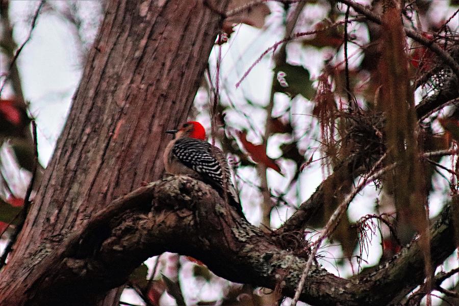 Red-bellied Woodpecker Photograph by Christopher James