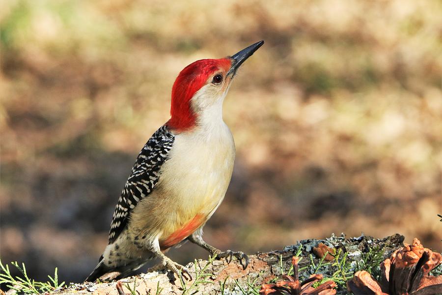 Red-bellied Woodpecker Close-up Photograph by Sheila Brown