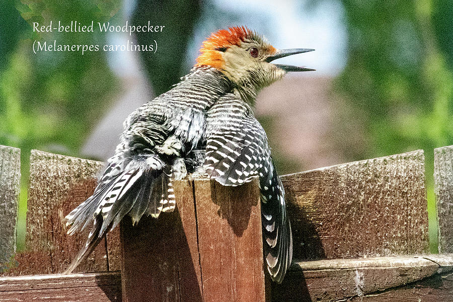 Red-bellied Woodpecker Cooling Off Photograph by Mark Berman