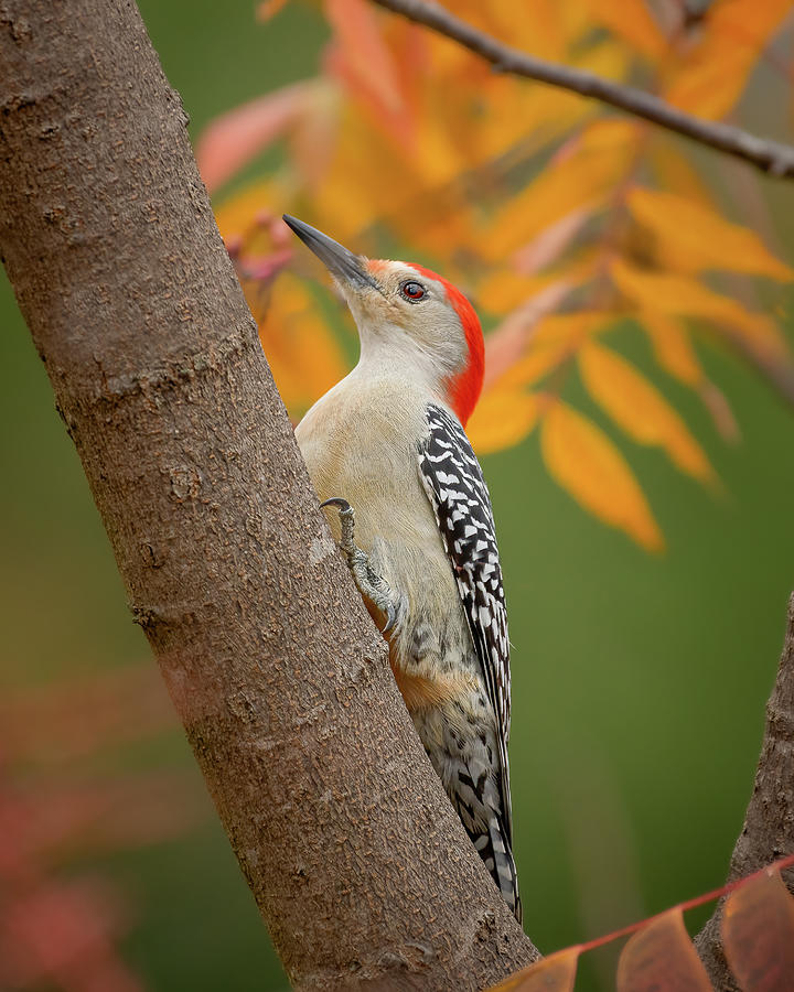 Red Bellied Woodpecker Photograph by David Downs