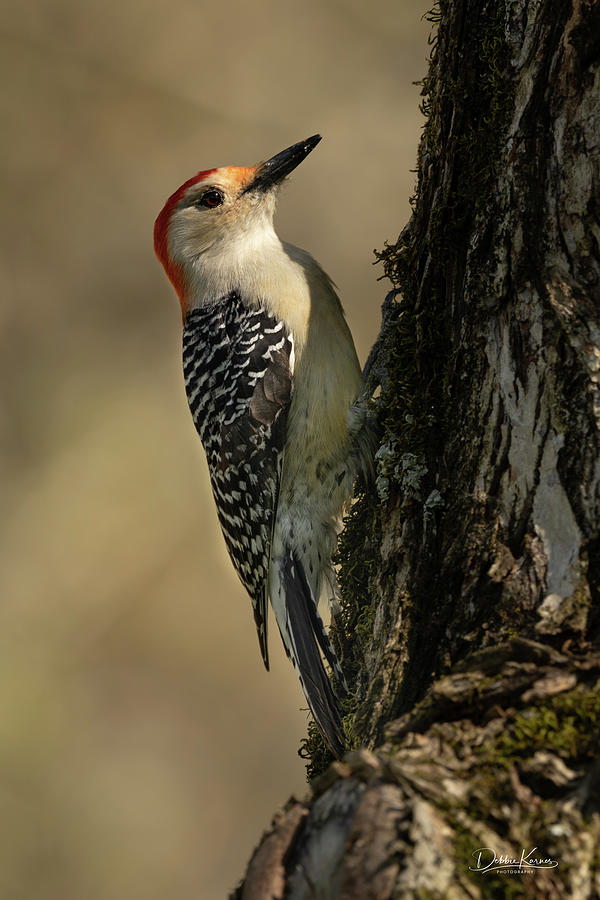Red Bellied Woodpecker Photograph by Debbie Karnes
