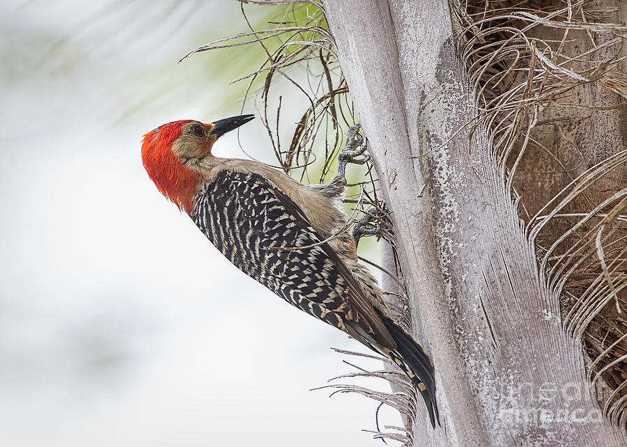 Red-bellied Woodpecker Photograph