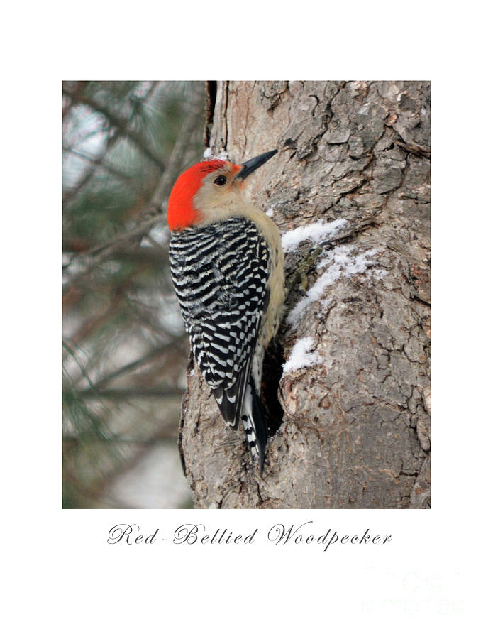 Red-Bellied Woodpecker Photograph by Dianne Morgado