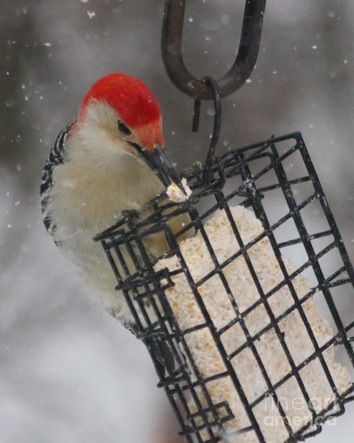 Collection 94+ Pictures pictures of birds that eat suet Latest