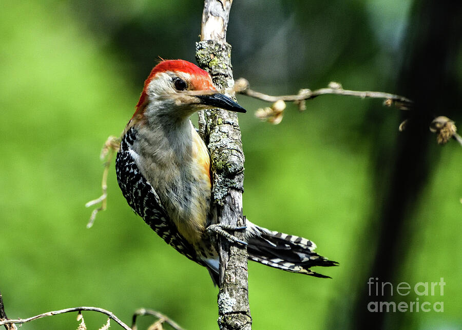 Red-bellied Woodpecker Hanging On Branch Photograph