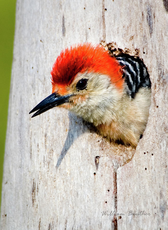 Bird Photograph - Red-bellied Woodpecker II by William Beuther
