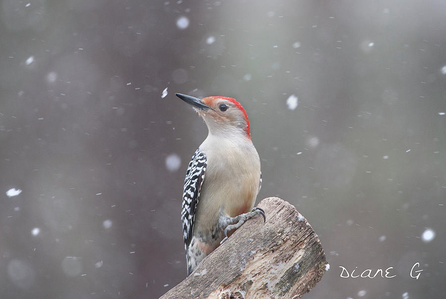 Red-bellied Woodpecker in a storm. Photograph by Diane Giurco