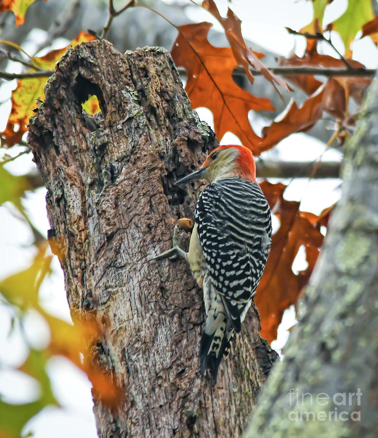 Red-bellied Woodpecker in Autumn Photograph by Kerri Farley
