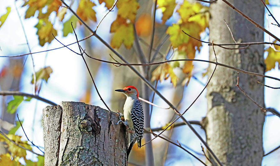 Red Bellied Woodpecker In Fall Photograph by Debbie Oppermann