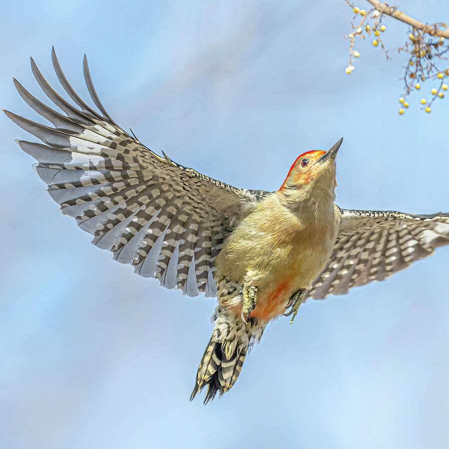 Woodpecker Photograph - Red Bellied Woodpecker In Flight #4 by Morris Finkelstein