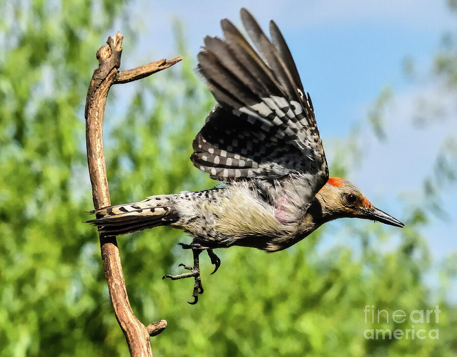 Red-bellied Woodpecker In Flight Photograph