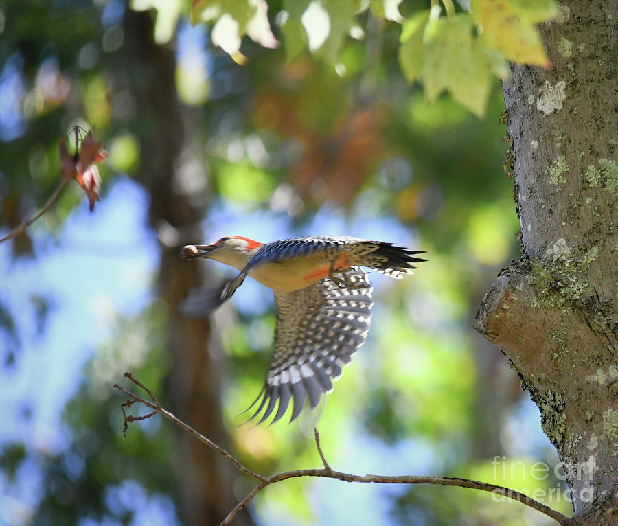 Red-bellied Woodpecker in Flight Photograph by Kerri Farley