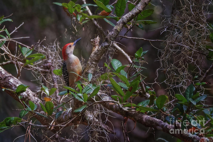 Red-bellied Woodpecker in Live Oak Tree - 6655 Photograph by Marvin Reinhart