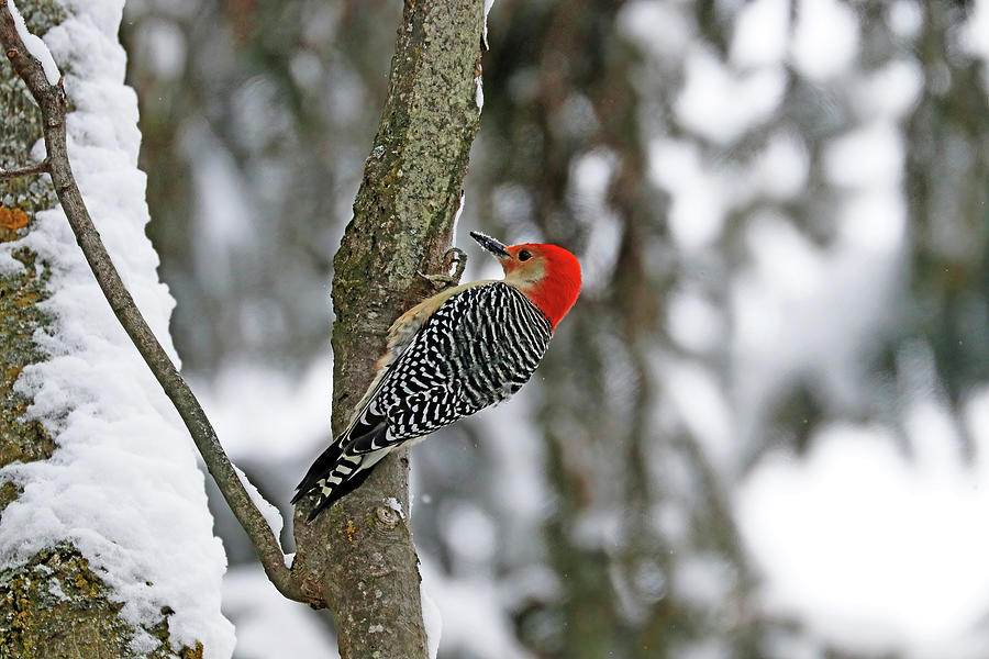 Red Bellied Woodpecker In Maple In Winter Photograph by Debbie Oppermann