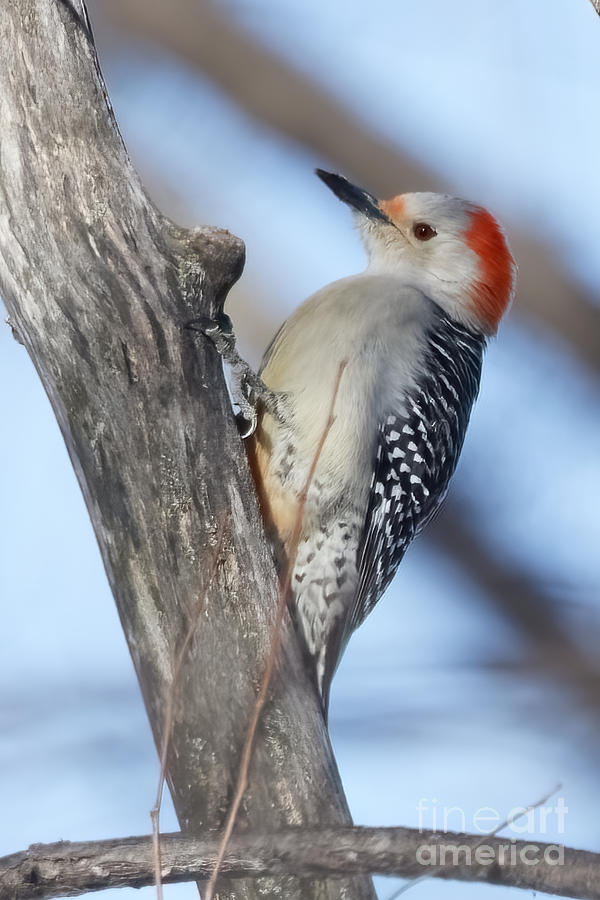 Red Bellied Woodpecker in Mississipp River Bottoms in Minnesota Photograph by Natural Focal Point Photography