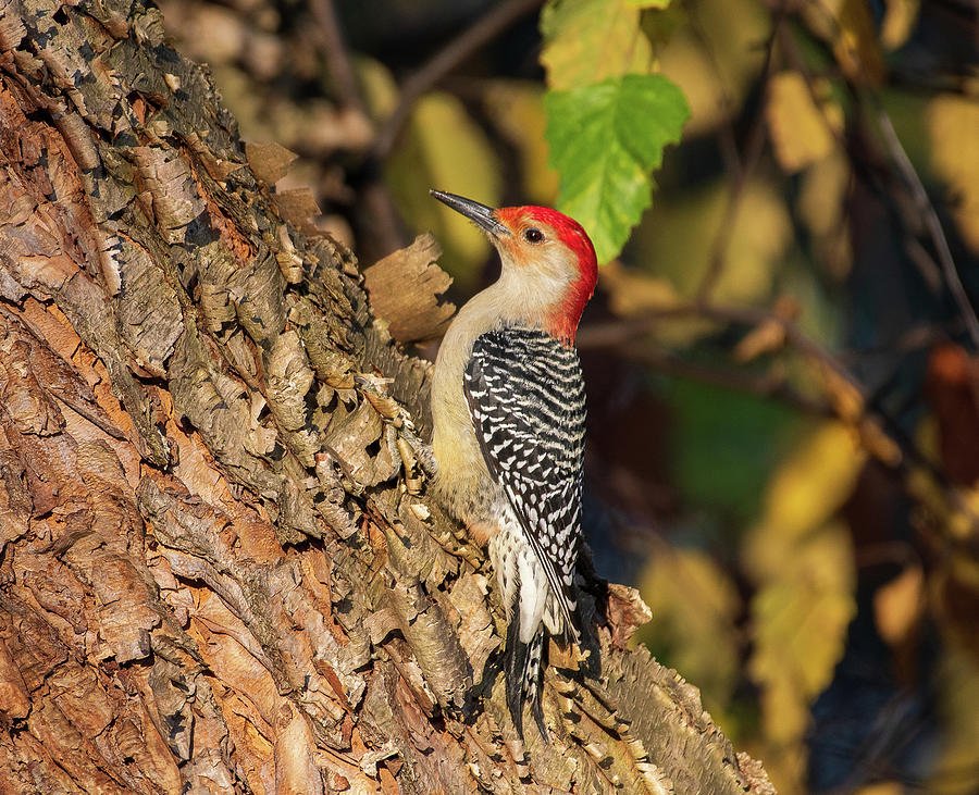 Red-bellied Woodpecker on River Birch #1 Photograph by William Gibbins ...