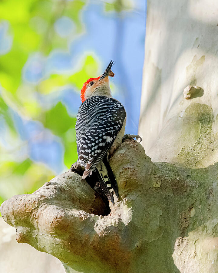 Red Bellied Woodpecker In Spring 1 Photograph By Morris Finkelstein Fine Art America 