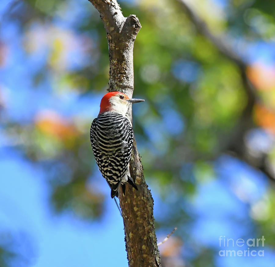 Red-bellied Woodpecker in the Autumn Forest Photograph by Kerri Farley