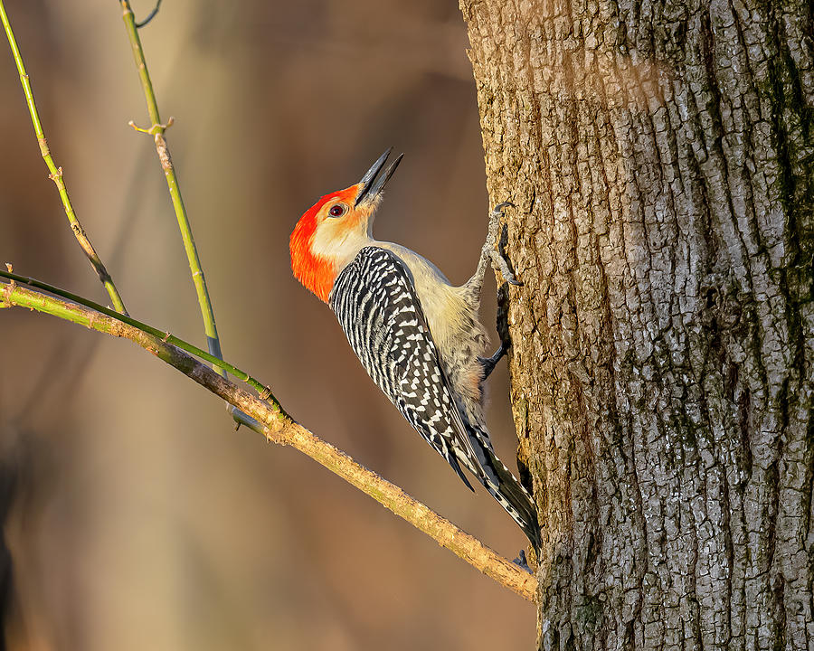 Red Bellied Woodpecker In Winter 4 Photograph By Morris Finkelstein Fine Art America 