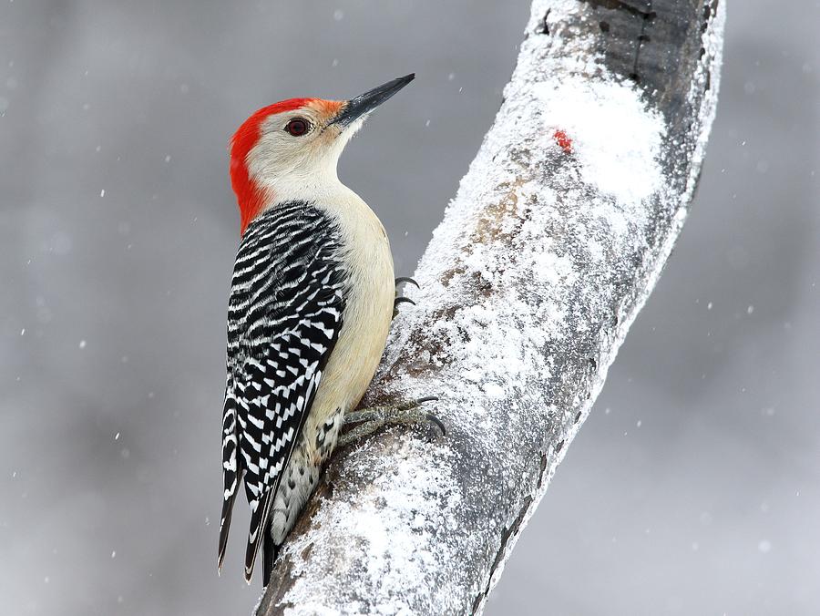 Red-bellied Woodpecker Photograph by Jacob Dingel - Fine Art America