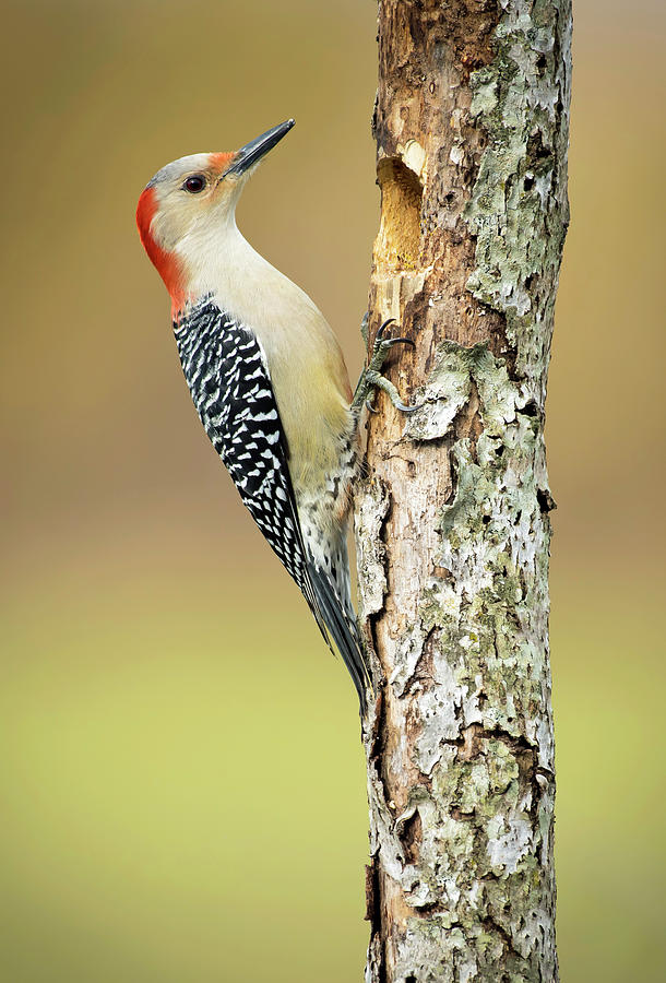 Red Bellied Woodpecker Photograph by Jamie Pattison