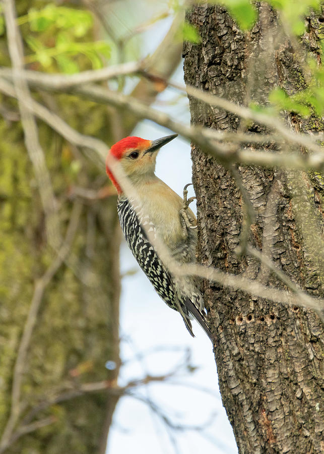 Red Bellied Woodpecker  Photograph by Holden The Moment